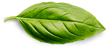 Contact Basil Leaf 3